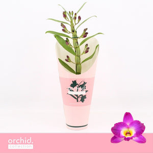 Purple Dendrobium Nobile Orchid – 12cm Pot