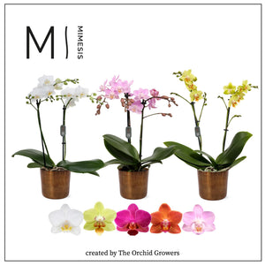 Mixed Phalaenopsis Orchid – 2 Stem, 12cm Pot