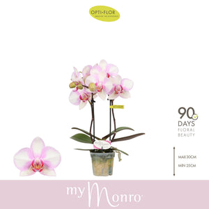 Pink Phalaenopsis Orchid – 7cm Pot