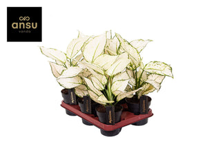 Aglaonema ‘White Joy’ – 12cm Pot, 35cm High