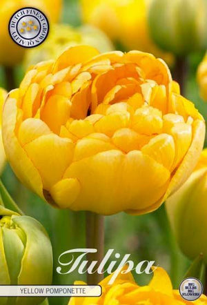 Yellow Pomponette Double Late Tulip Bulbs – 7 Bulbs