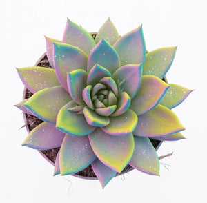 Echeveria ‘Rainbow’ Glitter Succulent – 12cm Pot