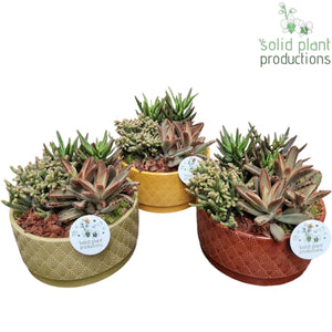 Rhipsalis Succulent Arrangement – 19cm Ceramic Pot