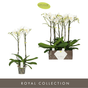 White Phalaenopsis Orchid ‘Bijoux Crystal’ – 3 Stem, 15cm Pot