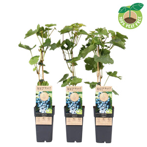 Regent Grape Vine (Vitis vinifera) – 15cm Pot