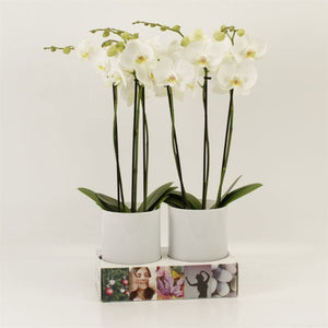 White Phalaenopsis Orchid – 3 Stem, 12cm Pot