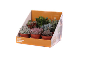 Mixed Succulent Plant Collection – 8.5cm Pot