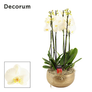 White Phalaenopsis Orchid – 6 Stems, 27cm Pot