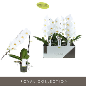 White Phalaenopsis Orchid ‘Formidablo Niagara Falls’ – 12cm Pot