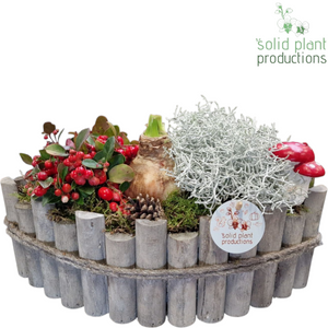 Amaryllis Napoli Arrangement in Large Grey Boat Pot – 34cm