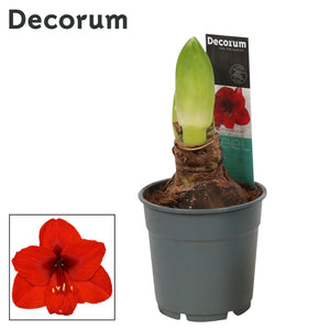 Red Hippeastrum (Amaryllis) – 12cm Pot