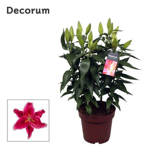 Pink Oriental Lily (Lilium) – 19cm Pot, 47cm High