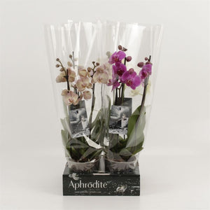 Mixed Phalaenopsis Orchid – 12cm Pot, 40cm High
