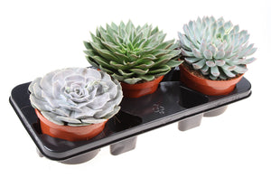Mixed Echeveria Succulent Collection – 17cm Pot