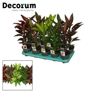 Mixed Cordyline Houseplant – 12cm Pot, Approx. 40cm