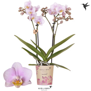 Pink Phalaenopsis Orchid – 9cm Pot, 40cm High