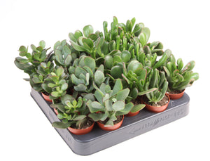 Mixed Crassula Succulent – 5.5cm Pot