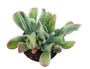 Kalanchoe Oricula – 17cm Pot, Approx. 40cm High