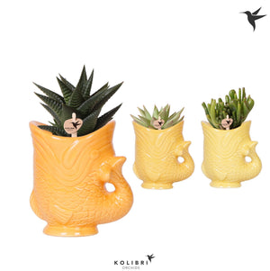 Mixed Succulent Fish Arrangement – 6cm Ceramic Pot