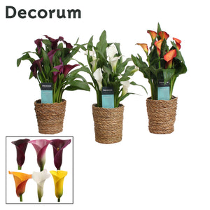 Mixed Zantedeschia Calla Lily – 12cm Pot, 35cm High