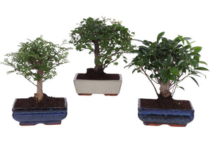 Mixed Indoor Bonsai in Ceramic Pot – 20cm