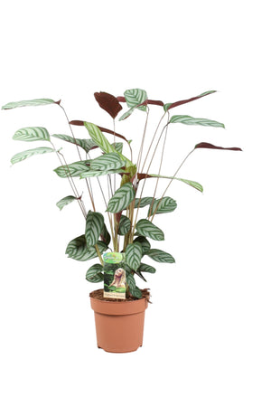 Ctenanthe Compactstar – 17cm Pot, Approx. 80cm