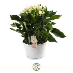 White Anthurium (Flamingo Flower) – 20cm Pot, 45cm