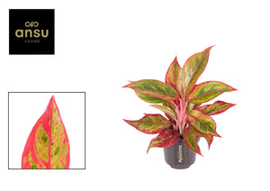 Aglaonema ‘Jungle Lava’ – 12cm Pot, 40cm High