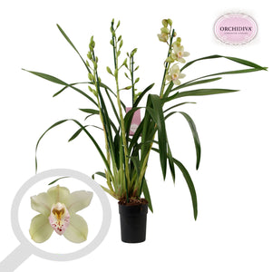 Mixed Cymbidium Orchid – 14cm Pot, 85cm Tall