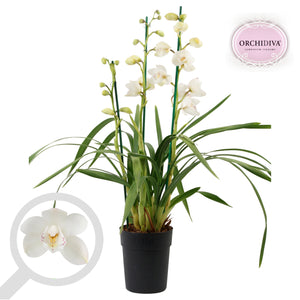 White Cymbidium Orchid – 14cm Pot, 70cm High