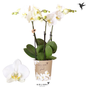 White Phalaenopsis Orchid – 4 Stem, 12cm Pot