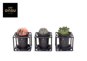 Mixed Cactus Display – 10cm Pot, 12cm High