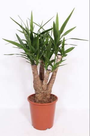 Yucca Elephantipes – 27cm Pot, 100cm High