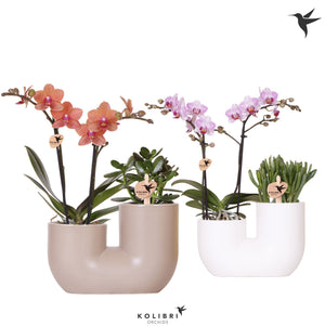 Orange Phalaenopsis Orchid Arrangement – 18cm Ceramic Pot