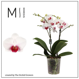 White Phalaenopsis Orchid ‘Safe Haven’ – 2 Stem, 12cm Pot