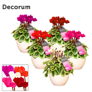 White Cyclamen persicum – 13cm Ceramic Terracotta Pot