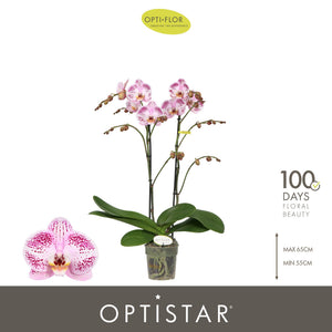 White Phalaenopsis Orchid ‘Sorano’ – 2 Stem, 12cm Pot