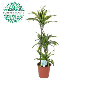 Lemon Lime Dracaena (Dracaena fragrans) – 24cm Pot