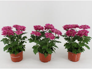 White Chrysanthemum ‘Zembla’ – 15cm Pot