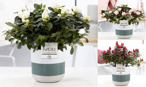 Mixed Rhododendron Houseplant – 12cm Pot