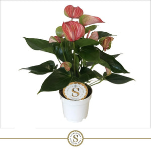 Red Anthurium (Anthurium andraeanum) – 12cm Pot