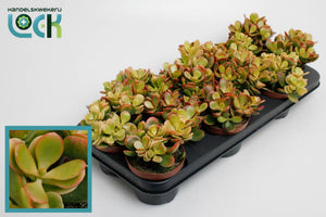 Crassula ovata ‘Indian Summer’ – 10.5cm Pot