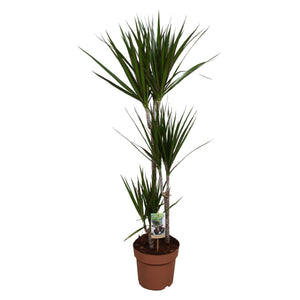 Dragon Tree (Dracaena marginata) – 21cm Pot, 110cm