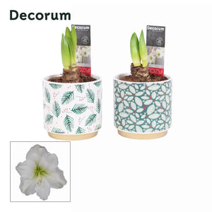 White Hippeastrum (Amaryllis) – 12cm Ceramic Pot