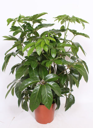 Schefflera Amate Umbrella Tree – 30cm Pot, 130cm High