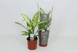 Dieffenbachia ‘Vesuvius’ Dumb Cane – 17cm Pot, 65cm High