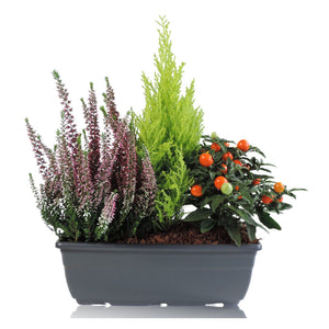Balcony Plant Arrangement – 27cm Plastic Pot
