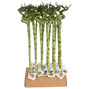 Lucky Bamboo Spiral (Dracaena sanderiana) – 5cm Pot
