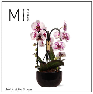 White Phalaenopsis Orchid Arrangement – 26cm Ceramic Pot