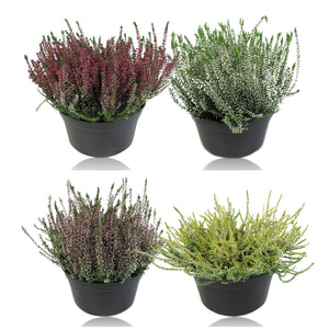 Mixed Calluna Garden Girls Heather – 19cm Pot